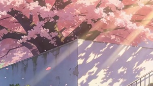 樱花树木带鱼屏
