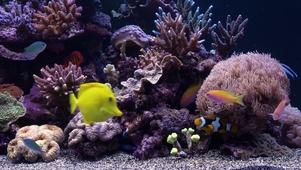 桌面水族馆