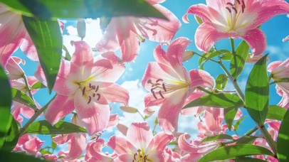 粉百合的浪漫藏在风里的偏爱