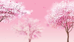 樱花盛开