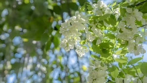 4K梦幻治愈绿色鲜花丛