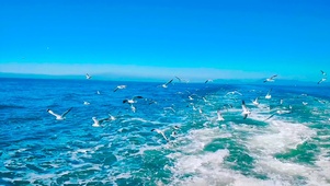 大海海鸥
