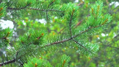 治愈雨中松树4K