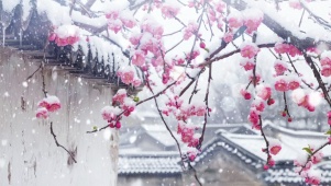 腊梅冬雪