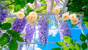夏日紫藤花