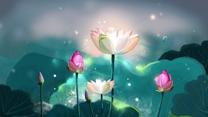 荷花好运