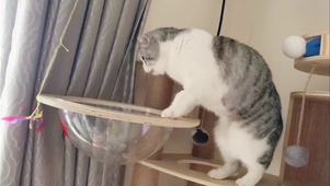 可爱的小泡芙
