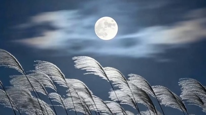 夜景草地带鱼屏