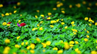 花中蝴蝶