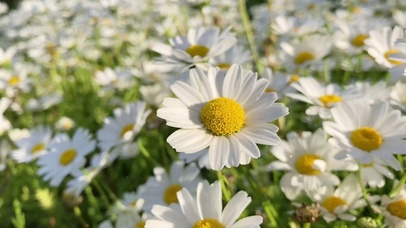 雏菊