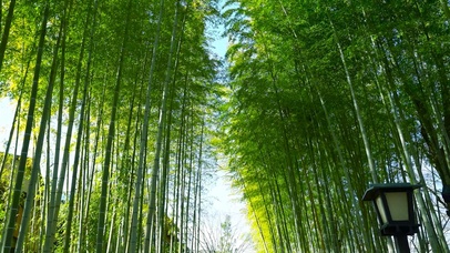 护眼清新绿竹林