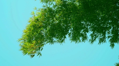 蓝天下的绿竹