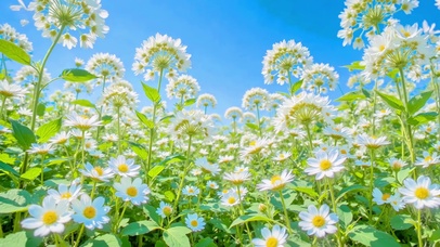 护眼蓝天下白色花丛