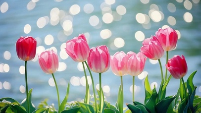 湖边摇曳的郁金香