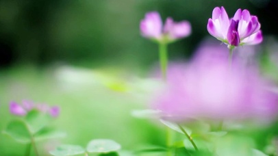 4K唯美绿色草地植物