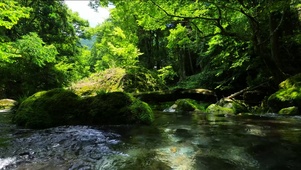 夏日清凉溪水