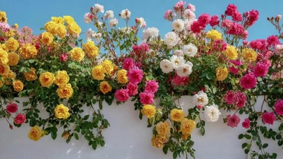 随风摇曳的花花