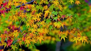 唯美枫叶