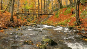 4K Autumn