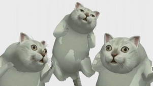 憨萌猫的舞蹈_1