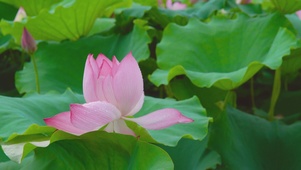 夏日荷花