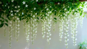 唯美的鲜花