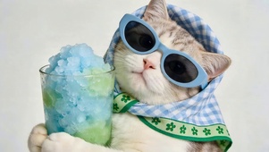 可爱猫咪