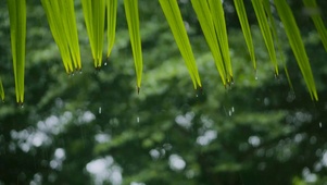 护眼雨中绿叶