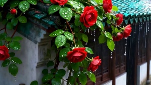 雨天 房屋花草带鱼屏