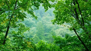 清凉雨天护眼山间树林