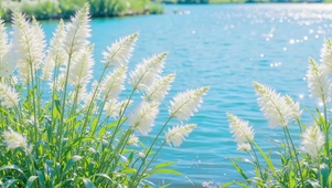 清新护眼蓝湖飘絮芦苇