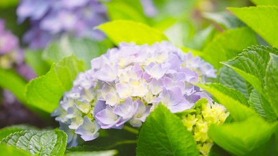 4K唯美团簇花朵