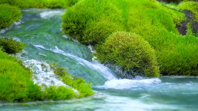 护眼清新苔藓溪流