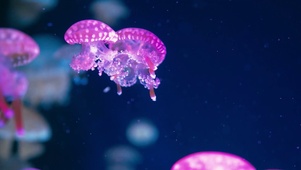 梦幻水母