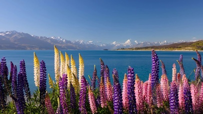 湖边鲁冰花