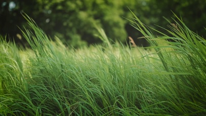 解压·4K风吹青草