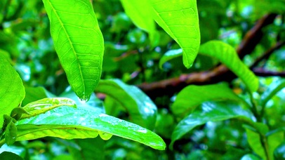 4K护眼治愈雨景