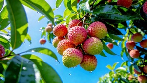 雨后枝头新鲜荔枝