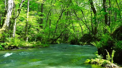 护眼夏日绿林流水