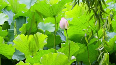 唯美绿色荷花（护眼）
