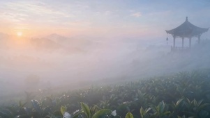 超清治愈系花草树林自然风铃塔