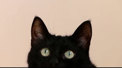 黑色猫咪