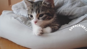 正八字小闹猫打哈欠