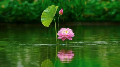 湖中的荷花