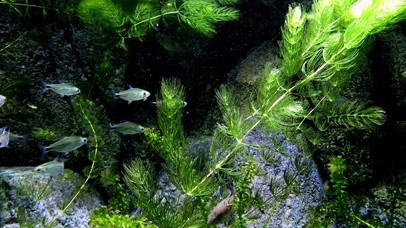 【4K水族】生态鱼缸