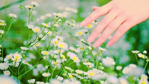 唯美小白花