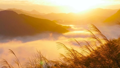日出云海清晨阳光唯美治愈芦苇高山云海云雾锁屏4k
