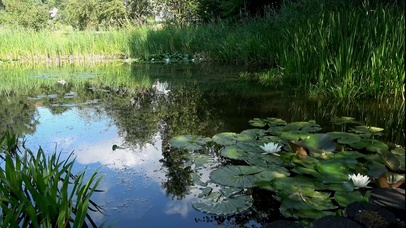 童年的夏天池塘