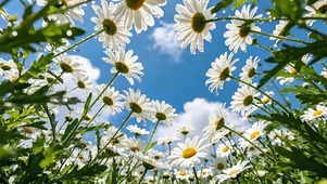 晴空雏菊花海