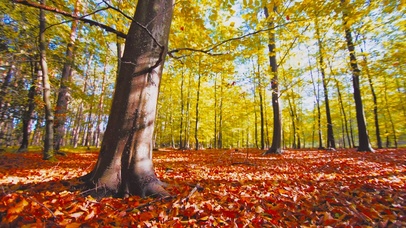 唯美秋景落叶枫林